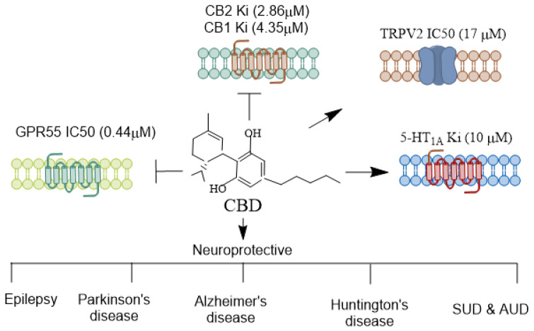 Receptors mediating CBD’s agonistic and antagonistic actions. CBD interacts with various receptors, exhibiting a diverse pharmacological profile. Unlike THC, CBD does not exhibit a high affinity at the CB1 and CB2 receptors but can function as a negative allosteric modulator of CB1 [43], indirectly influencing endocannabinoid signaling. Additionally, CBD acts as an agonist at the 5-HT1A serotonin receptor [44], contributing to its anxiolytic and antidepressant effects. It also modulates TRPV1/2 [45], which are involved in inflammation and pain perception. CBD is an antagonist of GPR55, a receptor implicated in anxiety-related behaviors [46], learning and memory [47], and pain perception [48]. CBD’s receptor specificity contributes to its broad therapeutic potential across various neurological disorders. CBD, Cannabidiol; THC, Δ9-tetrahydrocannabinol; TRPV, Transient receptor potential vanilloid. →, agonist; , antagonist.