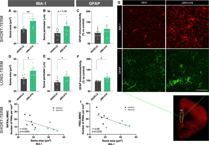 JWH-018 exposure during adolescence induces microglia activation in the prefrontal cortex in male mice.A, B, D, E Area and perimeter of microglia soma of Iba-1-stained cells, and C, F GFAP immunoreactivity in the prefrontal cortex in male mice exposed to JWH-018 during adolescence at short- (A–C) and long-term (D–F). Tissue was obtained 24 h after the prepulse inhibition test (n = 6 mice per group). G Representative images of adult males obtained by fluorescence microscopy labelling Iba-1 (red) and GFAP (green). Scale bar represents 50 µm. H, I Correlations between the soma area of Iba-1-stained cells and the number of PNNs in the IL (H) and PL (I) 24 h after the prepulse inhibition test in male mice at short-term (Pearson’s correlation coefficient). Data are expressed as mean ± SEM. *p < 0.05; **p < 0.01 (comparison between JWH-018 and vehicle; Student’s t-test). Iba-1 ionized calcium-binding adapter molecule 1, GFAP glial fibrillary acidic protein, IL infralimbic prefrontal cortex, PL prelimbic prefrontal cortex, PNNs perineuronal nets.