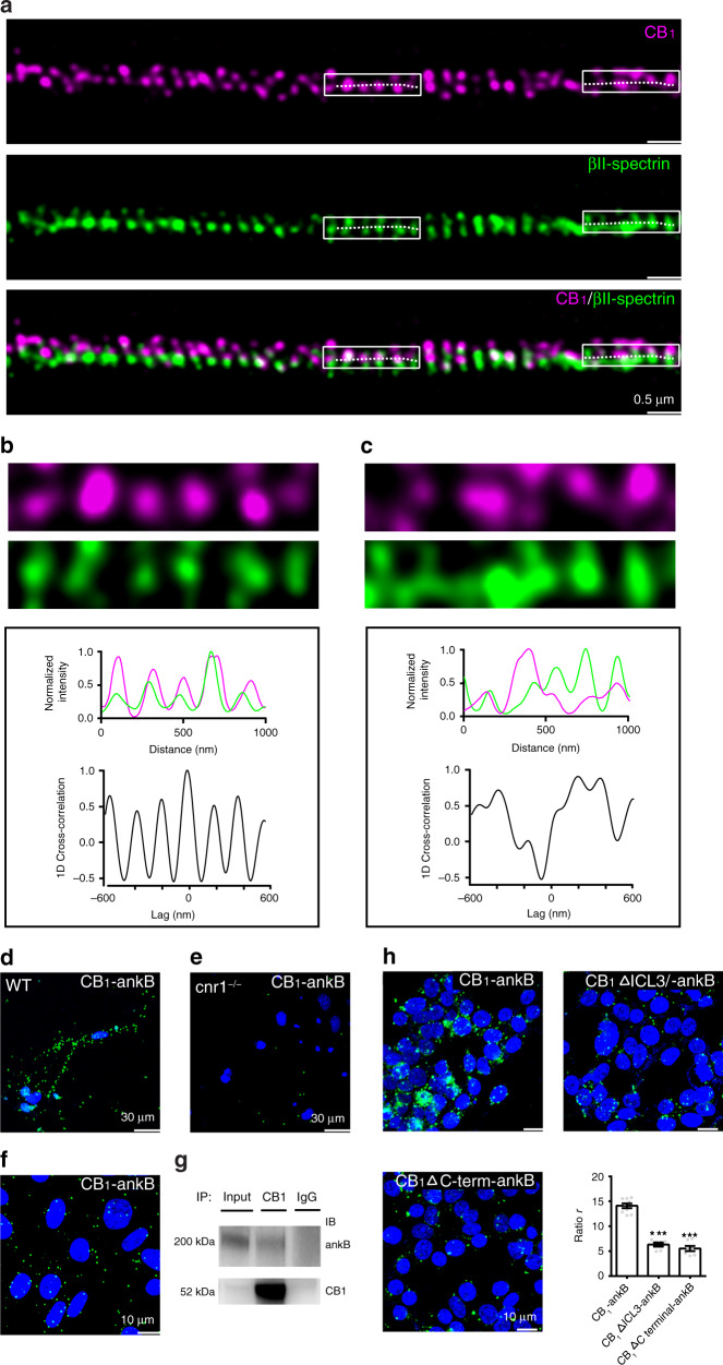 CB1 hotspots are connected with components of the MPS.a Two-color STED images of CB1 (magenta) and βII-spectrin (green) in the axons of cultured neurons. N = 3 biological replicates. b, c Top, enlarged images taken from white boxes from (a). 1D projection traces of βII-spectrin (green) and CB1 (magenta) signals along the axon are shown in the middle. 1D cross-correlation functions between the distributions of CB1 and βII-spectrin from CB1-positive axon segments are shown in the bottom. d–f PLA was performed in cultured neurons of WT mouse (d), cnr1−/− mouse (e), and tetracycline-induced CB1 transfected CHO cells (f) with antibody of CB1 and ankB. Cell nuclei were stained with DAPI (blue). N = 3 biological replicates. g Immunoprecipitation of CB1 and ankB in CB1-CHO cells. Samples were processed for immunoprecipitation with either anti-CB1 or IgG control antibodies. Immunoprecipitates were immunoblotted with the anti-CB1 antibody (55kD) and anti-ankB antibody (220kD). N = 2 biological replicates. h PLA was performed in HEK-293T cells coexpressing ankB and different fragments of CB1, including wild type (CB1), CB1 with truncated ICL3 loop (CB1ΔICL3), or CB1 with truncated C-terminal (CB1ΔC-term). ratio r from left to right: 14.1 ± 0.5, 6.3 ± 0.4, 5.5 ± 0.4. Data are mean ± s.e.m. (N = 3 biological replicates; 25–50 imaging regions were examined per condition). ***p < 0.0001, statistical analysis was performed by unpaired two-tailed Student’s t test. Source data are provided as a Source Data file.