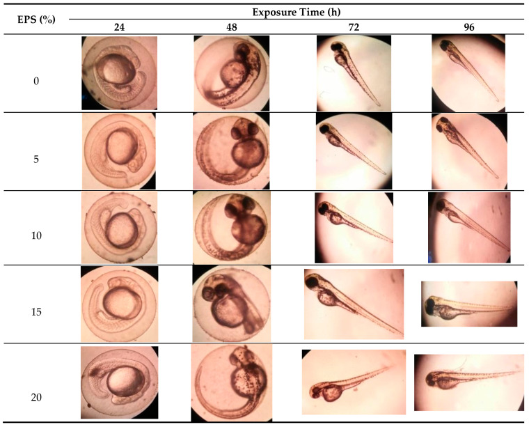 Zebrafish (Danio rerio) embryonic development exposed to exopolysaccharide from Porphyridium cruentum (purpureum) at different EPS concentrations (v/v). Photos taken under a microscope Olympus CE-21 with 100 times magnification.