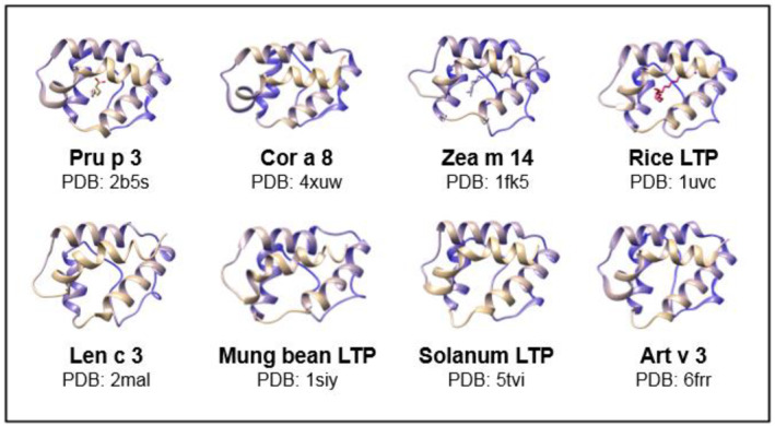 Structure of lipid‐transfer protein allergens