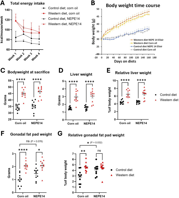 The Western diet promotes obesity. Mice were fed either a control diet or a Western diet and administered daily with corn oil or with NEPE14 for a dosage of 0.23 µg cannabinoids per Gram of body weight. (A) The total energy intake from pelleted food, drinking water with glucose and fructose, and corn oil/NEPE14 treatment in the first four weeks of the experiment was calculated. N = 5 cages per group with two mice per cage. (B) Time course of body weight; N = 10 mice per group. At sacrifice, body weight (C), liver weight (D), relative liver weight (E), gonadal fat pad weight (F) and relative gonadal fat pad weight (G) were determined. ns: not significant. *, **, ****: P < 0.05, 0.01, 0.0001 for post-hoc comparisons after two-way ANOVA with Tukey’s adjustment.