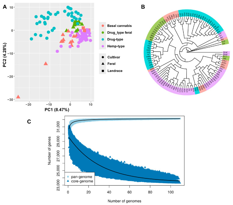 Phylogenetic analysis and principal component analysis based on PAVs. (A) Principal component analysis based on SNPs. Different colors represent different Cannabis groups, and shapes represent variety categories. Samples from same groups clustered together. (B) Maximum likelihood phylogenetic tree based on PAVs. Samples from same groups are present in same branches, which is similar to phylogenetic tree based on SNPs. This reflects that PAVs are reliable. (C) Changes in pan-genome and core genome size with sample filling. Gene numbers of both core genome and pan-genome changed slowly when genome number was close to sample number used in this study. This indicates sample number in this study is enough to construct reliable pan-genome.