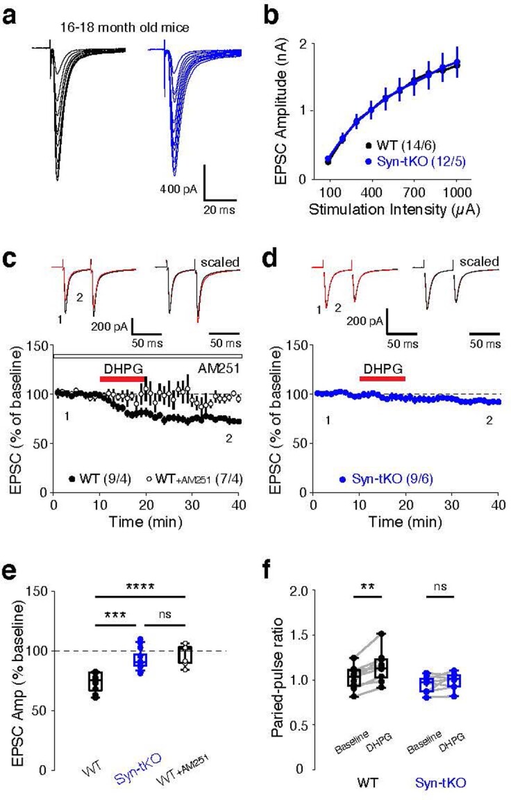 The triple α/β/γ-synuclein KO has no effect on basal corticostriatal synaptic transmission, but blocks eCB-LTD in aged Syn-tKO mice.a, Representative traces of evoked corticostriatal EPSCs in WT and Syn-tKO SPNs from aged mice (16–18 months old) across a range of stimulation intensities. b, Input-output curves in WT and Syn-tKO mice (WT: n = 14 cells / 6 mice; Syn-tKO: n = 12 cells / 5 mice; p = 0.960). c-f, DHPG-mediated eCB-LTD in aged (16–18 months old) WT mice is fully blocked by the CB1R antagonist AM251 (10 µM) (WT: n = 9 cells / 4 mice, 73.88 ± 2.74%; WT + AM251: n = 7 cells / 4 mice, 97.06 ± 3.20%; p = 3.026e-5); top, representative traces. d, eCB-LTD is abolished in aged Syn-tKO mice (Syn-tKO: n = 9 cells / 6 mice, 92.57 ± 2.57%; p = 1.955e-4); top, representative trace. e, Summary of EPSC amplitudes. f, Summary of PPRs (WT baseline: 1.02 ± 0.04; post-DHPG: 1.15 ± 0.06; p = 3.9e-3; Syn-tKO baseline: 0.95 ± 0.03; post-DHPG: 0.99 ± 0.03; p = 0.301). Data are mean ± SEM. (e, f) Box plots are depicted as mean (center), first/third quartile (lower/upper box limits), and minima/maxima (bottom/top whiskers). Statistical significance was assessed by two-sided tests, including 2-way repeated measures ANOVA (b), ANOVA with multiple comparisons (e), and Wilcoxon signed tests (f) (**** p < 0.0001; *** p < 0.001; ** p < 0.01; n.s. non-significant). Source data