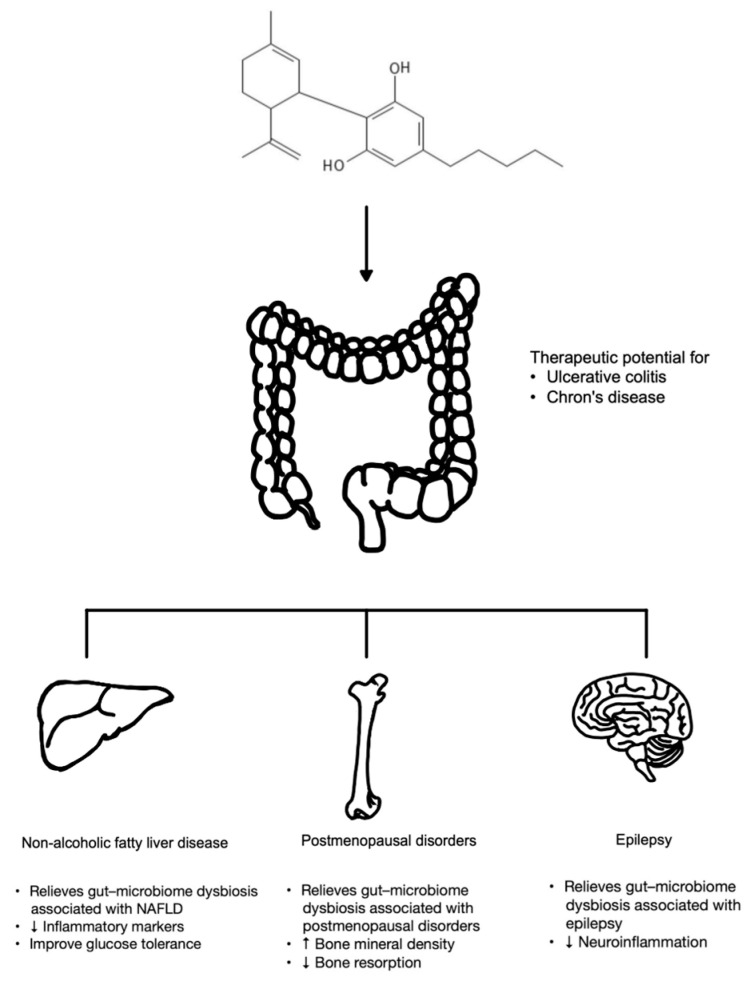 The potential therapeutic effects of CBD that are possibly mediated through its effects on gut microbiome.