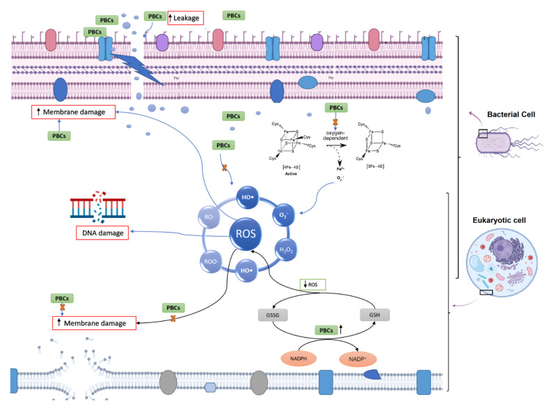 Mechanism illustration of plant-based components (PBCs) in bacterial and eukaryotic cells. Overall, PBCs target the bacterial cell membrane (but not eukaryotic cells) because of their different membrane structure. GSH = glutathione; GSSG = oxidized glutathione.