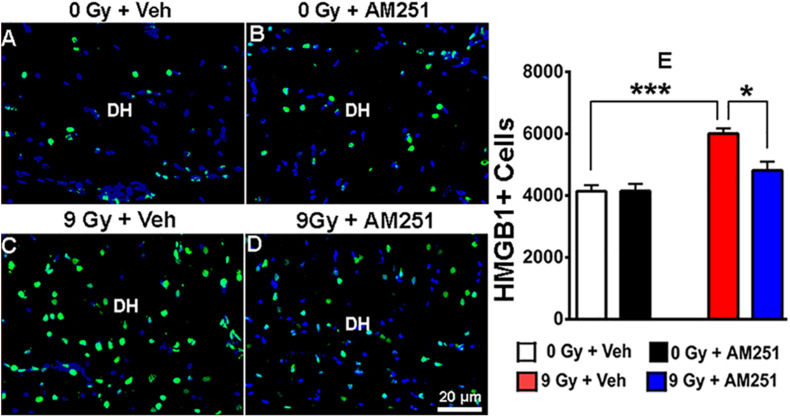 AM251 treatment reduces the expression of HMGB1 in irradiated mice. Representative confocal images of HMGB1 + cells (green staining) in the dentate hilus (DH) of the hippocampus (blue nuclear staining, (A–D). Quantification at 19 weeks postirradiation demonstrated a significant increase in the number of HMGB1 + cells in irradiated animals, which was attenuated in mice that received long-term AM251 treatments (E). Data are expressed as the mean ± SEM, N = 4. P-values derived from two-way ANOVA followed by Bonferroni correction for multiple comparisons. *P < 0.05; ***P < 0.001.