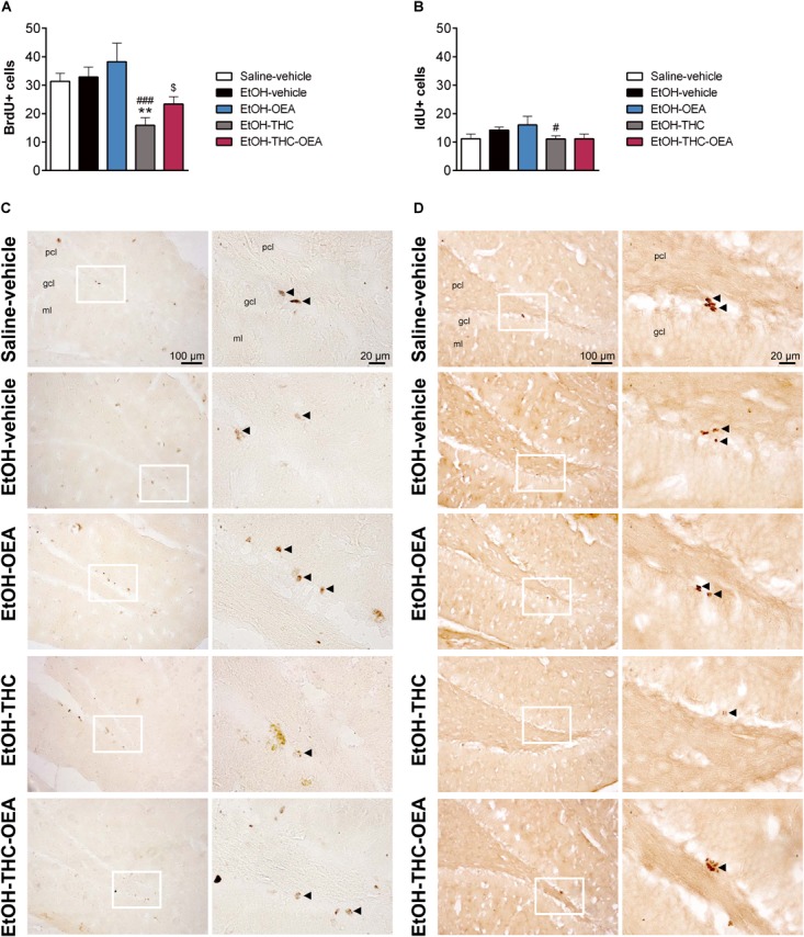 Newborn cell survival (A) and neural stem cell proliferation (B) respectively, assessed by the number of BrdU and IdU-immunoreactive (+) cells in the SGZ of the dentate gyrus. Low and high-resolution photomicrographs of representative images showing BrdU+ cells (C) and IdU+ cells, and (D). Arrowheads indicate labeled nuclei. Bars represent the mean ± SEM (n = 7–8/group). Tukey (A) or simple effect analysis (B): ∗∗p < 0.01 vs. saline-vehicle and #p < 0.05, ###p < 0.001 vs. EtOH-vehicle.