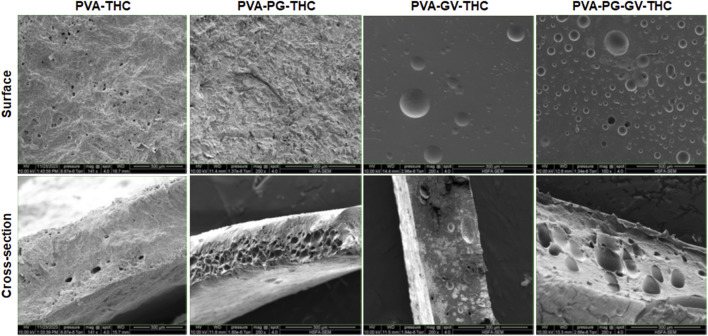 The structure of the hydrogels. Following their production, the PVA-PG, PVA-VG, and PVA-PG-VG hydrogels were analyzed by scanning electron microscopy (SEM). The analyses were performed on the surface and cross-sections of the hydrogels.