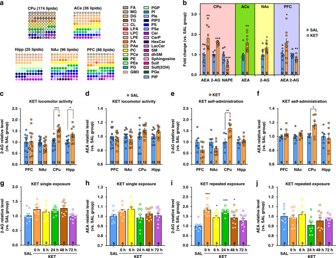 2-AG level in the dorsal striatum is significantly elevated by ketamine.a Ketamine alters the lipid composition of brain in mice. Dot-plot graphic was adopted to exhibit the altered lipid subclass. The color of the dots represents a lipid subclass and the quantity of the dots represents the percentage. The lipids of CPu showed the most obvious alterations with 174 modified lipids. b Endocannabinoids changed significantly in the brain. The lipid level was normalized automatically by QI software and recalculated the relative levels compared to the saline control group (unpaired two-tailed t test, AEA in CPu t(16) = 3.562, P = 0.0026; 2-AG in CPu t(16) = 9.877, P < 0.0001; NAPE in CPu t(16) = 4.413, P = 0.0004; AEA in ACe t(16) = 3.678, P = 0.002; 2-AG in NAc t(16) = 2.558, P = 0.0211; AEA in PFC t(16) = 2.264, P = 0.0378; 2-AG in PFC t(16) = 3.239, **P = 0.0051). c Ketamine (15 mg/kg) significantly elevated 2-AG level both in the CPu and hippocampus of mice under hyperlocomotion paradigm (unpaired two-tailed t test, t(22) = 4.805, P < 0.0001; t(18) = 2.666, P = 0.0158). d Ketamine (15 mg/kg) did not change the AEA level in the brain of mice under hyperlocomotion. e Ketamine self-administration (0.5 mg/kg/infusion) significantly elevated 2-AG level in the CPu (unpaired two-tailed t test, t(11) = 3.378, P = 0.0062). f Ketamine self-administration (0.5 mg/kg/infusion) significantly increased AEA level in the CPu (unpaired two-tailed t test, t(11) = 2.626, P = 0.0236). g, h The levels of 2-AG and AEA were not altered after single ketamine exposure (15 mg/kg). i 2-AG level was significantly increased after repeated ketamine exposure (15 mg/kg; one-way ANOVA, followed by Dunnett’s multiple comparisons test, F(5,48) = 9.109, P < 0.0001; 0 h vs. SAL, P < 0.0001; 6 h vs. SAL, *P = 0.0187; 24 h vs. SAL, P < 0.0001; 48 h vs. SAL, P = 0.0207). j AEA level was not altered after repeated ketamine exposure (15 mg/kg). Data are shown as mean ± SEM. Compared to SAL group, *P < 0.05, **P < 0.01, ***P < 0.001. SAL saline, KET ketamine, ACe central amygdaloid nucleus, CPu caudate nucleus and putamen, NAc nucleus accumbens, PFC prefrontal cortex, Hipp hippocampus, FA fatty acid, MG monoacylglycerol, DG diacylglycerol, TG triacylglycerol, CL cardiolipin, LPA lysophosphatidic acid, LPC lysophosphatidylcholine, LPE lysophosphatidylethanolamine, PA phosphatidic acid, PAe ether phosphatidic acid, PC phosphatidylcholine, PCe ether phosphatidylcholine, PE phosphatidylethanolamine, PEe ether phosphatidylethanolamine, PG phosphatidylglycerol, GM3 monosialodihexosylganglioside, PGP phosphatidylglycerol phosphate, PI phosphatidylinositol, PIe ether phosphatidylinositol, PIP2 phosphatidylinositol bisphosphate, PS phosphatidylserine, PSe ether phosphatidylserine, Cer ceramide, CerP ceramide 1-phosphate, HexCer hexosylceramide, LacCer lactosylceramide, SM sphingomyelin, dhSM dehydrosphingomylin, Sulf sulfatides, Sulf(2OH) 2-hydroxy N-acyl sulfatide, PGe ether phosphatidylglycerol, PIP phosphatidylinositol phosphate. Source data provided as a Source Data file.