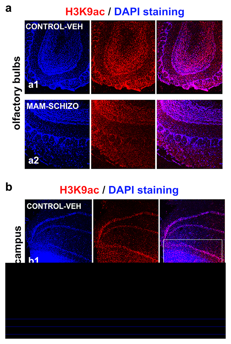 The levels of H3K9 acetylation in the rat hippocampal regions and olfactory bulbs were studied using immunocytochemistry.(a) H3K9ac in the olfactory bulbs of (a1) control non-treated animals (vehicle; VEH) and (a2) schizophrenia-like animals (labeled MAM). (b) H3K9ac in hippocampus of (b1) control non-treated animals (vehicle; VEH) and (b2) schizophrenia-like animals (labeled MAM). The white frames in panels bb1, b2 show a reduced level of H3K9ac in intra-pyramidal blade of granule cell layer of hippocampus in the schizophrenia-like experimental model compared to the control non-treated animals