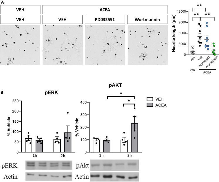 CB1R signaling induces neurite outgrowth through Akt phosphorylation(A) Representative images and graphs of in vitro DRG neurite outgrowth (Tuj-1 positive cells) 24h after VEH or ACEA combined with MEK1/2 (PD032591) or PI3K (Wortmannin) inhibitors (n = 8 different wells per group). Data are expressed as mean ± S.E.M. ∗p < 0.05 ∗∗p < 0.01 denote significant difference after ANOVA followed by Bonferroni post-hoc test. Scale bars 100 μm. (B) pERK and pAkt levels in DRG in vitro cultures 1 or 2h after ACEA administration measured by Western Blot. Data are expressed as mean ± S.E.M. ∗p < 0.05 denotes significant differences after ANOVA followed by Bonferroni post-hoc test (n = 4 independent cultures).