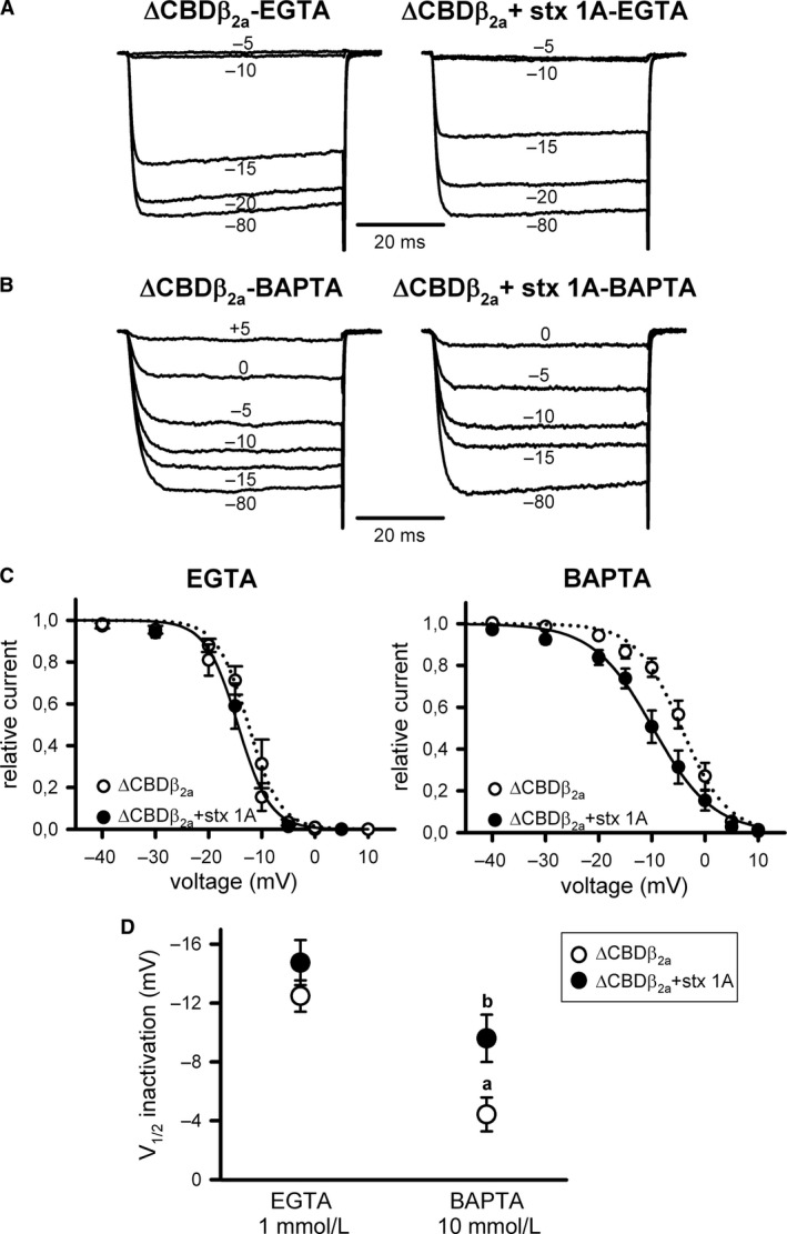 Steady‐state inactivation of CaV2.1 channels formed by mutant α 1A ΔCBD and β 2a subunits still shows a Ca2+‐dependent component and no regulation by syntaxin‐1A. Typical normalized Ca2+ current traces recorded at intermediate (1 mmol/L EGTA) (A) or high (10 mmol/L BAPTA) (B) intracellular Ca2+‐buffering conditions from a HEK 293 cell expressing CaV2.1 channels composed of mutant ΔCBD α 1A, β 2a, and α 2 δ subunits (ΔCBD β 2a) either in the absence (left) or presence (right) of syntaxin‐1A (stx 1A). Currents were elicited by 50‐ms depolarizing steps to +20 mV applied after 30‐sec depolarizing prepulses to the shown voltages. Corresponding mean normalized steady‐state inactivation curves (C), and derived V1/2 inactivation (D) for ΔCBD CaV2.1 mutant channels containing the β 2a subunit (ΔCBD β 2a) in the absence (open circles) or presence (filled circles) of syntaxin‐1A (stx 1A), at the above indicated intracellular Ca2+‐buffering conditions. Average V1/2 inact and kinact values at intermediate Ca2+‐buffering condition (1 mmol/L EGTA) were (in mV): ΔCBD β 2a (open circles, n = 8) −12.48 ± 1.07 and −2.23 ± 0.25; ΔCBD β 2a + stx 1A (filled circles, n = 6) −14.75 ± 1.53 and −2.59 ± 0.31, respectively. At high Ca2+‐buffering condition (10 mmol/L BAPTA), average V1/2 inact and kinact values were (in mV): ΔCBD β 2a (open circles, n = 12) −4.43 ± 1.15 and −3.68 ± 0.25; ΔCBD β 2a + stx 1A (filled circles, n = 12) −9.6 ± 1.61 and −4.52 ± 0.5, respectively. a: P < 0.01 when compared to the intermediate Ca2+‐buffering condition (1 mmol/L EGTA); b: P < 0.05 versus the corresponding control condition (absence of syntaxin‐1A). kinact values were significantly higher (P < 0.05) at high Ca2+‐buffering condition (10 mmol/L BAPTA) than at intermediate Ca2+‐buffering condition (1 mmol/L EGTA). The presence of syntaxin‐1A had no significant effect on kinact.