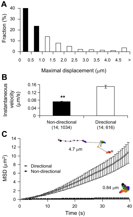 Mobility of CB1R–GFP puncta in astrocytes(A) CB1R–GFP puncta were tracked during a 60 frame time-lapse series (40 s; Movie 1) and categorized by their maximal displacement, with non-directional puncta having maximal displacement less than 1 μm (solid bars) and directional greater than 1 μm (open bars). The histogram shows the relative frequency of maximal displacement values, expressed as a percentage for all puncta (n = 1650) within the cell analysed (n = 14). (B) Non-directional CB1R–GFP puncta (solid bar) display a significantly slower instantaneous velocity compared with the directional group (open bar) (Student's t test, **P<0.01). Bars represent mean instantaneous velocity±S.E.M. Values in parentheses indicate the number of cells; total number of puncta. (C) Graph showing the average MSD±S.E.M. as a function of time for all tracked CB1R–GFP puncta within the non-directional (▪) and directional (□) categories. Examples of single puncta mobility tracks for each category are shown next to the graph traces and are colour-coded for time as described in Figure 2(C); the total track length is 4.7 μm and 0.84 μm for directional and non-directional puncta respectively.