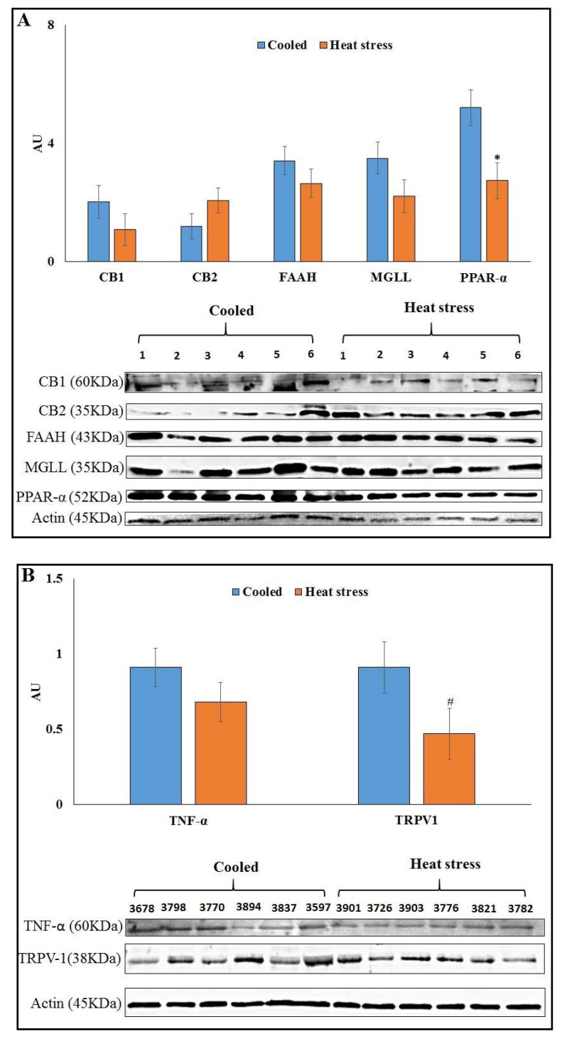 Protein abundance of ECS components in AT of late lactation cooled (n = 6) or heat-stressed cows (n = 6). (A) Presented are the average abundances of CB1, FAAH, MGLL and PPAR-α and immunoblots. (B) Protein abundance of TNF-α and TRPV1 in AT of late lactation cooled (n = 6) or heat-stressed cows (n = 6). * Significant with p ≤ 0.05. # Statistical tendency with p = 0.1.
