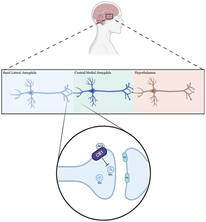 Cannabinoid receptors in the basolateral amygdala (BLA) modulate physiological stress response from the HPA by acting as a brake on glutamate release. Under basal conditions in BLA neurons, inhibitory cannabinoid receptors are activated by high levels of synaptic endocannabinoids, causing inhibition of glutamate release to neurons in the paraventricular nucleus of the hypothalamus. Stress conditions cause the hydrolysis of endocannabinoids (via FAAH), which decreases the activation of cannabinoid receptors and relieves inhibition of glutamate release to the hypothalamus.