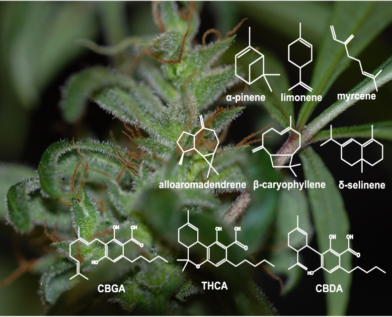Glandular trichomes on the surface of pistillate inflorescences and leaves of Cannabis sativa ‘Finola’.The inflorescence (left) with a high density of glandular trichomes was at five weeks post onset of flowering. Non-inflorescence leaves (right) have lower density of glandular trichomes. Structures of representative cannabis resin components are shown in white: monoterpenes (top row), sesquiterpenes (middle row), and cannabinoids (bottom row). GBGA = cannabigerolic acid; THCA = tetrahydrocannabinolic acid; CBDA = cannabidiolic acid.