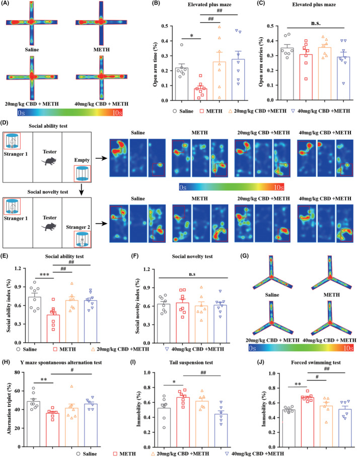 Chronic administration of CBD alleviates METH‐induced moods and cognitive impairments in mice. (A) Heat map of mice's track in the EPM apparatus. (B) Chronic administration of CBD increased the time spent in the open arms in METH‐treated mice. *p < 0.05; ## p < 0.01. (C) Both CBD and METH treatment do not affect the number of entries into the open arms in mice. n.s: not significant. (D) Heat maps of mice's track in the three‐chamber apparatus. (E) Chronic administration of CBD improved the reduction of the social ability index (%) caused by METH in mice. ***p < 0.001; ## p < 0.01. (F) Both CBD and METH treatment do not affect the social novelty index (%) in mice. n.s, not significant. (G) Heat map of mice's track in the Y maze apparatus. (H) Chronic administration of CBD (40 mg/kg, but not 20 mg/kg) rescued the reduction of the alteration triplet (%) induced by METH in mice. **p < 0.01; # p < 0.05. (I) Chronic administration of CBD (40 mg/kg, but not 20 mg/kg) decreased the immobility time of METH‐treated mice in the TST test. *p < 0.05; ## p < 0.01. (J) Chronic administration of CBD decreased the immobility time of METH‐treated mice in the FST test. **p < 0.01; # p < 0.05, ## p < 0.01. All data were analyzed by one‐way ANOVA followed by Tukey's multiple comparison test; all values are presented as the mean ± SEM; n = 6–8.
