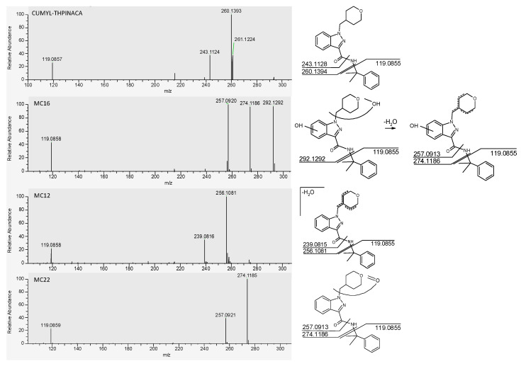 MS2 spectra of CUMYL-THPINACA and its three most abundant metabolites (MC12, MC16, and MC22, shown in order of decreasing intensity). The proposed fragments leading to the respective signals are shown on the right.