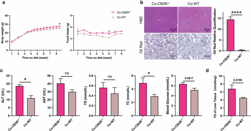 The severity of NAFLD in CB2R–/– mice was improved when cohousing with WT mice.a The body weight and food intake of CB2R–/– mice cohousing with WT mice or CB2R–/– mice throughout the experimental period were recorded. b The representative images (200×) of H&E or Oil red O staining, and the morphometric analysis of Oil red O staining for quantification. c The comparison of serum levels of transaminases (ALT, AST) and lipid parameters (TG, TC), and blood glucose between CB2R-/- mice cohousing with WT mice or CB2R–/– mice. d The comparison of liver homogenate levels of TG. Two experiments were repeated independently with similar results in Fig. 3 and Fig. S5. Note: Data were given as mean ± SEM. n: (a–d), n = 3 per group. *P < 0.05; ****P < 0.0001. Co cohousing.