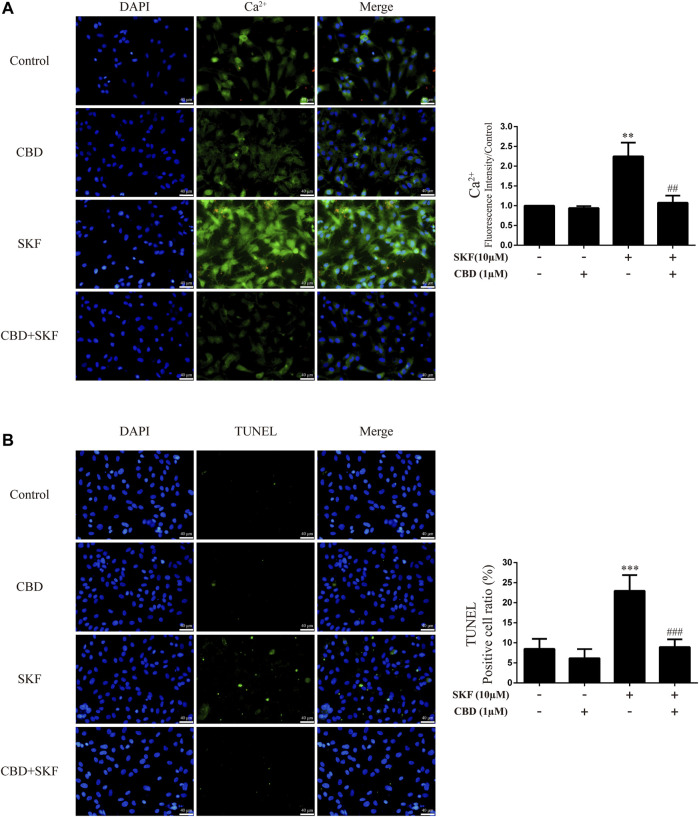 Intracellular Ca2+ and apoptosis levels in neurons incubated with CBD and/or SKF81297. (A) Apoptosis level in neurons. (B) Intracellular Ca2+ level in neurons. ** p < 0.01 or *** p < 0.001 compared with control group, ## p < 0.01 or ### p < 0.001 compared with METH group; Tukey HSD post-hoc comparison after significant ANOVA.
