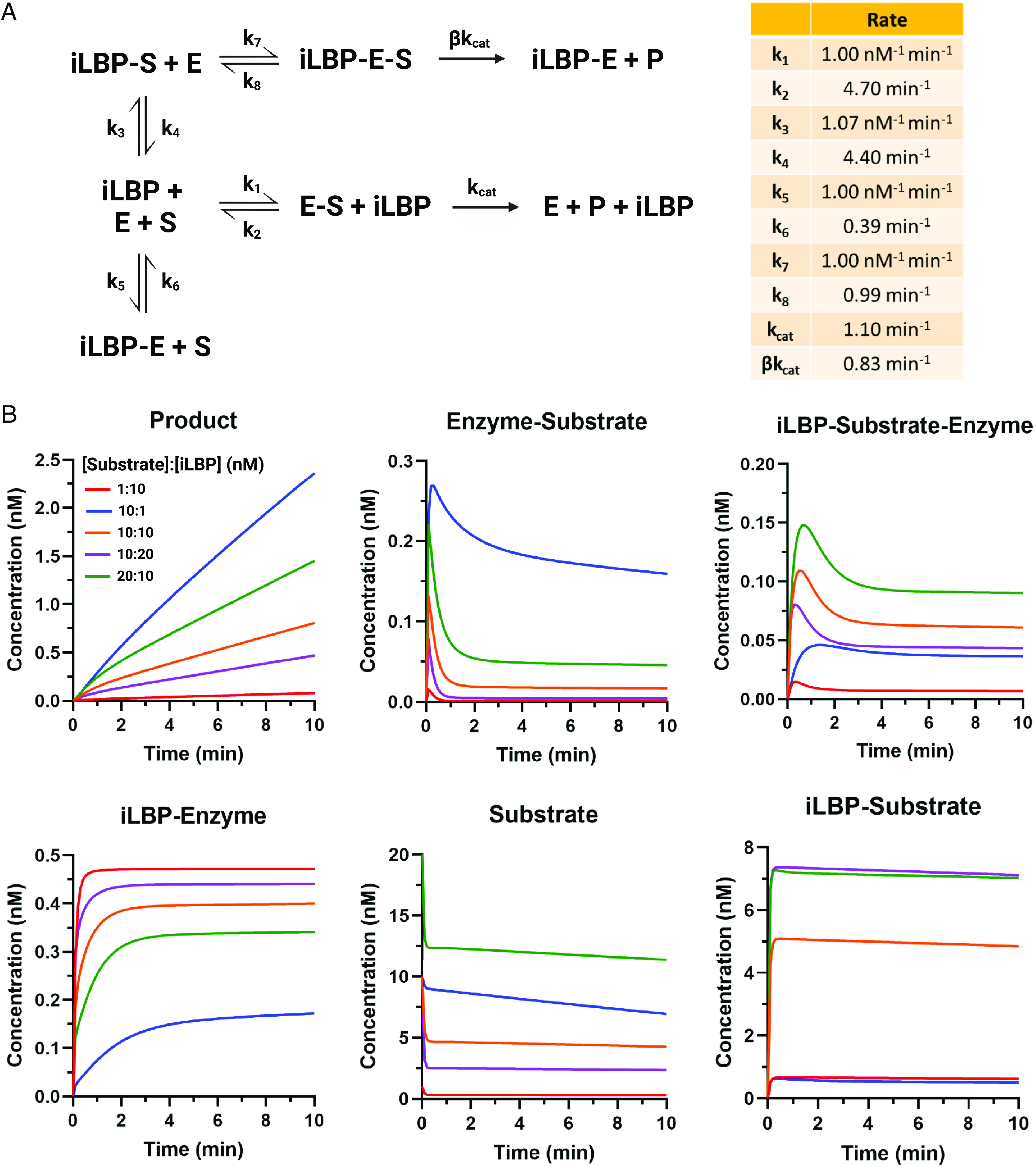 Simulation of the impact of varying ligand to iLBP ratios on metabolic enzyme activity under the circumstances that the iLBP interacts directly with the metabolic enzyme. (A) An enzyme kinetic scheme showing the overall model used for the simulations where apo-iLBP directly inhibits the enzyme and holo-iLBP can deliver substrate to the enzyme via protein-protein interactions. (B) Simulated concentrations of the metabolite (product) formation, enzyme-substrate complex concentrations, concentrations of the ternary iLBP-substrate-enzyme complex, iLBP-enzyme complex, free substrate in solution, and iLBP-substrate complex as a function of time when the ratio of the substrate concentration to binding protein concentration is varied, and all the processes are simulated according to the scheme in A. The substrate concentrations were 1 nM (red line), 10 nM, (blue, orange, and purple lines) and 20 nM (green line). The iLBP concentration was either 1 nM (blue), 10 nM (green, orange, and red lines), or 20 nM (purple line). The kinetic and catalytic rate constants used in the simulations are listed in a table in (A). The enzyme concentration in all simulations was 0.5 nM. (Figure created with BioRender.com.) MATLAB code used for simulations is provided in Supplementary Material.