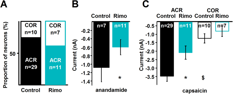 Rimonabant reduces the amplitude of anandamide- and capsaicin-evoked currents only in ACR neurons without affecting the ratio of ACR and COR cells.(A) Whole-cell currents evoked by 30 μM anandamide and subsequent 500 nM capsaicin applications were also recorded when 200 nM rimonabant (Rimo), a highly selective and specific antagonist/inverse agonist of the CB1 receptor was continuously applied to the cells through the bath solution in order to find the effect of the CB1 receptor on anandamide- and capsaicin-evoked responses in ACR and COR neurons. The presence of rimonabant in the bath solution does not change the ratio of ACR and COR neurons (p = 1, Fisher’s exact test). (B) Average maximum amplitudes of anandamide-evoked currents produced by cultured rat PSN in the control medium and in the presence of 200 nM rimonabant (Rimo). Rimonabant significantly reduces the amplitude of anandamide-evoked currents (p = 0.006, Student’s t-test). (C) Average maximum amplitudes of capsaicin-evoked currents produced by ACR and COR type cultured rat PSN in control medium and in the presence of 200 nM rimonabant (Rimo). The average maximum amplitude of the capsaicin-evoked currents in COR type neurons is significantly smaller ($p = 0.002, Student’s t-test) than that in ACR type neurons in the control bath solution. While the presence of rimonabant significantly reduces the average maximum amplitude of capsaicin-evoked currents in ACR neurons (*p = 0.001, Student’s t-test), it has no significant effect on the average maximum amplitude of capsaicin-evoked currents in COR neurons (p = 0.34, Student’s t-test).