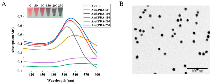 (A) UV–vis absorption spectra of AuNPs, Au@PDA-50, Au@PDA-100, Au@PDA-150, Au@PDA-200, and Au@PDA-250. (B) TEM image of Au@PDA-100.