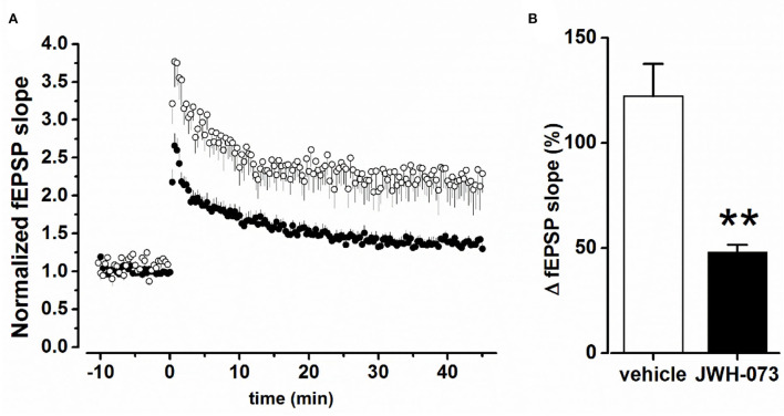 (A) Time course of fEPSP after TB5 tetanic stimulation inducing LTP. (○) = control/vehicle values normalized vs. pre LTP average amplitude (n = 6); (•) as above at steady state effect of JWH-073 1 μM (n = 13). (B) Averaged steady peak fEPSP at stable LTP. Data as fEPSP % slope ± s.d., comparing control/vehicle (hollow bar) and after JWH-073 (black bar). **p < 0.01 with t- Student test for unpaired data.