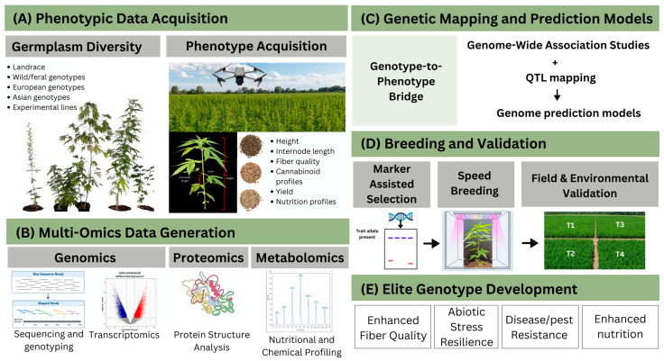 Comprehensive multi-omics integration and genomic selection framework for industrial hemp (Cannabis sativa L.) improvement. The workflow is organized into five sequential phases, progressing from germplasm characterization to elite cultivar development. (A) Phenotypic data acquisition: Evaluation of diverse germplasm, including landraces, wild/feral populations, and European and Asian genotypes, with measurement of key agronomic traits such as plant height, biomass yield, flowering time, and cannabinoid content using field trials and remote sensing approaches. (B) Multi-omics data generation: Integration of genomic (sequencing and genotyping), transcriptomic (gene expression), proteomic (protein profiling), and metabolomic (chemical profiling) datasets. (C) Genetic mapping and prediction: Identification of trait-associated loci through genome-wide association studies (GWASs) and QTL mapping, combined with genomic prediction models to support selection decisions. (D) Breeding and validation: Application of marker-assisted selection, speed breeding, and multi-environment field trials to validate target traits. (E) Elite genotype development: Development of improved cultivars with enhanced fiber quality, abiotic stress tolerance, disease and pest resistance, and improved nutritional properties. The figure was assembled in Canva with select illustrative elements generated using the DeepAI tool.