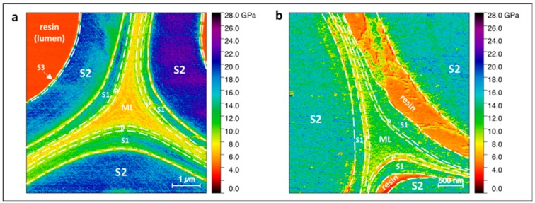 (a) Date palm leaf sheath and (b) flax middle lamella area; limits between layers are clearly identified and highlighted by dotted lines.