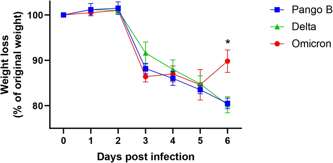 Weight loss after infection with SARS-CoV-2 variants.K18-hACE2 mice were challenged intranasally with 103 PFU SARS-CoV-2 variants as indicated. Mice were monitored for weight loss at indicated time-points. (n = 6). Data represent the mean value ± SEM. Comparisons were made using a repeated-measures two-way ANOVA (Bonferroni post-test). *Represents p < 0.05