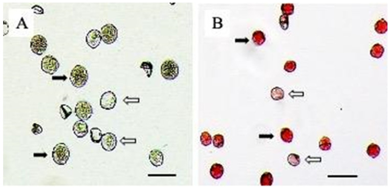 Hemp pollen grains (H2020-425-015) were stained by (A) fluorescein diacetate, FDA, and (B) 2% acetocarmine with stained pollen (non-abortion, solid arrows) and non-stained (abortion, empty arrows). Image collected using Zeiss Microscope Axio Imager.A2 with Image J ZEN 2 (blue edition) software V1.0 en. Bar = 50 μm.