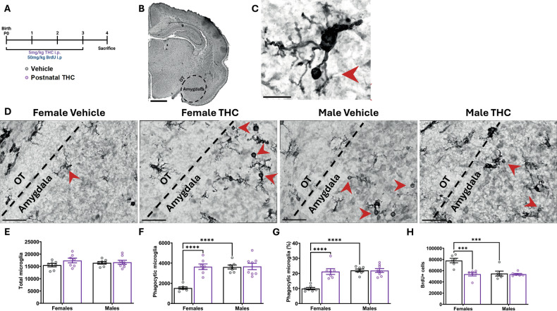 Postnatal exposure to THC alters microglial phagocytosis and newborn cell number in the developing amygdala.Bars represent the mean ± SEM, open circles represent individual data points for each rat. A Schematic showing treatment paradigm, timeline, and legend for (E–H). B 4x hematoxylin and Iba1 stained coronal section of the P4 brain with dashed black line that indicates the boundaries of the developing amygdala used for analysis. Optic tract (OT) and amygdala denoted as landmarks for regions of analysis. Scale bar represents 1000 um. C 100x hematoxylin and Iba1 stained microglia denoting morphology of phagocytic cup (red arrow) used for quantification. Scale bar represents 15 um. D Representative 100x images of hematoxylin and Iba1 labeling from P4 developing amygdala. Black dashed line denotes boundary between amygdala and OT as landmark. Red arrowheads indicate phagocytic microglia. Scale bars represents 40 µm. E Quantification of the total number of all microglia. Two-way ANOVA showed no interaction or main effects of sex or treatment. n = 7–8 rats per sex per treatment. F Quantification of the number of phagocytic microglia. Two-way ANOVA showed sex x treatment interaction (F (1, 25) = 17.42; P = 0.0003). Bonferroni post hoc comparison between groups. n = 7–8 rats per sex per treatment. ****P < 0.0001. G Quantification of the percentage of microglia that are phagocytic. Two-way ANOVA showed sex x treatment interaction (F (1, 25) = 19.37; P = 0.0002). Bonferroni post hoc comparison between groups. n = 7–8 rats per sex per treatment. ****P < 0.0001. H Quantification of the total number of BrdU+ cells in the developing amygdala. Two-way ANOVA showed sex x treatment interaction (F (1, 20) = 11.30; P = 0.0031). Bonferroni post hoc comparison between groups. n = 7–8 rats per sex per treatment. ***P < 0.001.