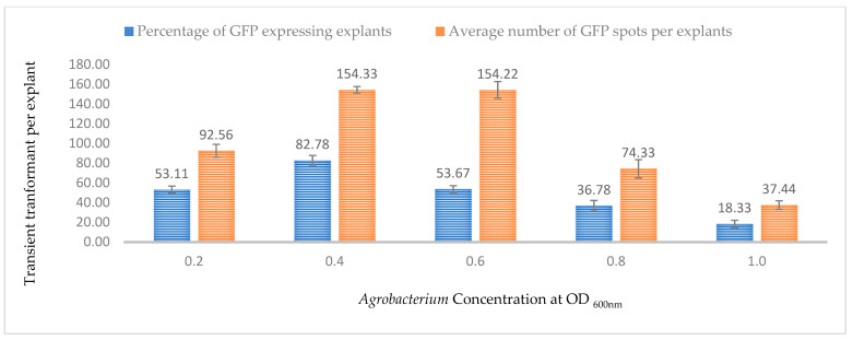 Effect of bacterial density at OD600nm = 0.6 on transformation efficiency based on GFP expression. Infection frequency was calculated as the percentage of GFP-positive explants from 3-week-old leaves out of the total number of explants examined. The number of GFP foci per explant is the average number of GFP-positive foci in at least three independent explants. The data are represented as means ± standard error (SE). To optimize the individual parameter, each experiment contained 25 to 30 samples and each experiment had 3 replications (n = 75).