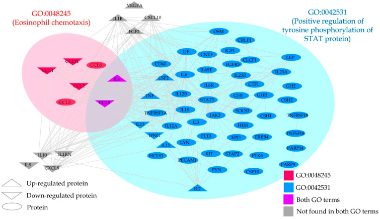 Protein–protein interaction network of high-confidence interactions of the upregulated and downregulated genes as well as gene members of GO:0042531 (positive regulation of phosphorylation of STAT protein) and GO:0048245 (eosinophil chemotaxis).