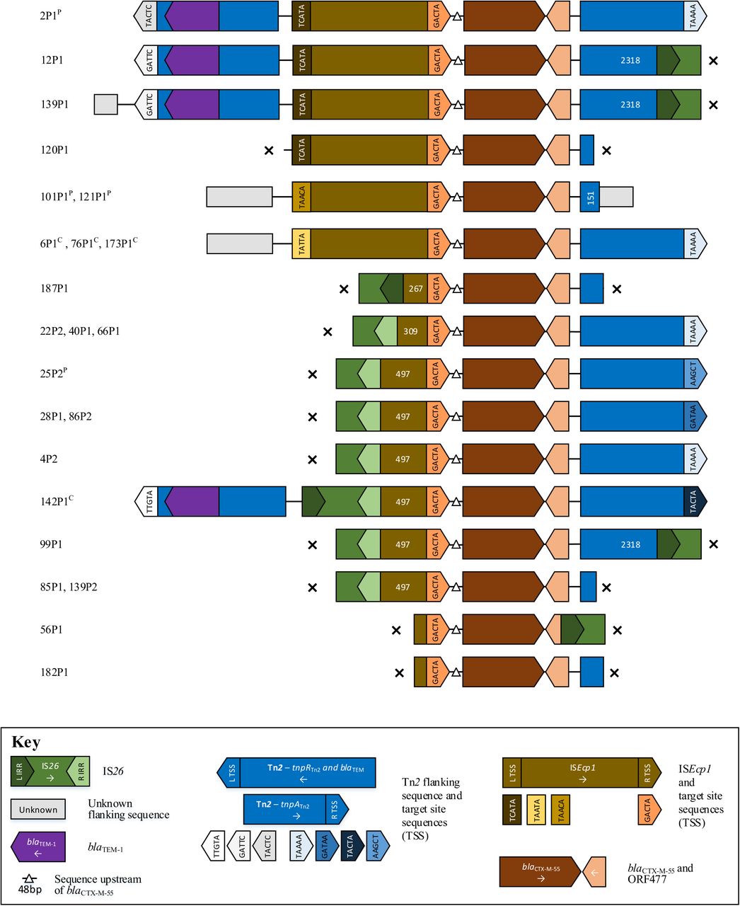 Schematic of aligned genetic contexts for blaCTX-M-55 in study Escherichia coli. Features of interest are highlighted in the figure key. White numbers within open reading frames denote truncated sequence length (bp). Isolates harbouring this genetic context are listed to the left of the figure. “x” denotes contig breaks. P denotes plasmid contexts; c chromosomal contexts.