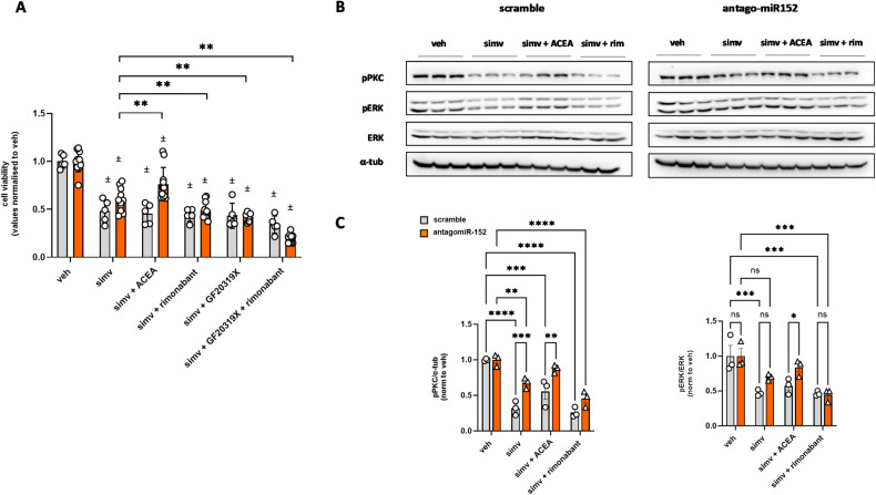 Measurement of cell viability and PKC/ERK phosphorylation in myoblasts treated with simvastatin in combination or not with CB1 drugs.A Bar graph with individual points reporting the cell viability measured in scramble (gray) or antagomiR-152 (orange) transfected myoblasts treated with simvastatin alone or in combination with ACEA (1 µM), rimonabant (1 µM) or GF10923X (5 µM). Each bar is the mean ± S.E.M. from at least 5 independent biological samples. * = p ≤ 0.05; ** = p ≤ 0.01 versus the indicated experimental group. B Representative blots showing phosphorylation of PKC (pPKC) and ERK (pERK) in C2C12 treated with simvastatin (30 µM) in combination or not with ACEA (1 µM) and rimonabant (1 µM). C Bar graph with individual points reporting the effect of simvastatin (30 µM) in combination or not with ACEA (1 µM) and rimonabant (1 µM) on the phosphorylation of PKC (pPKC) and ERK (pERK) in C2C12 cells, as obtained from western blots such as those represented in panel (B). Each bar is the mean ± S.E.M. from 3 independent biological samples. * = p ≤ 0.05; ** = p ≤ 0.01; *** = p ≤ 0.005 ; **** = p ≤ 0.0001 versus the indicated experimental groups; ± = p ≤ 0.005 versus the internal (scramble or simv) veh group.