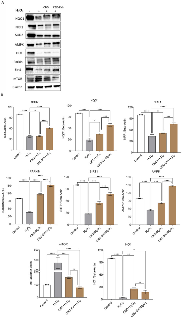 Western blotting analysis of CBD and CBD-EV regulating proteins. ARPE-19 cell lysates stressed with H2O2 (300 µM) and further treated with CBD (5 µM) and CBD-EVs (5 µM). (A) Representative immunoblots of total protein levels probed against ß-actin (internal control), antioxidant, and AMPK-SIRT1-NRF1/2 signaling proteins (NQO1, SOD2, HO1, PARKIN, mTOR, NRF1, AMPK, SIRT1). (B) Quantitative analysis of targeted proteins normalized to ß-actin and relative to control. Statistical one-way analysis, Dunnett test with 95% confidence level. N = 3 independent replicates. All the data are represented as ± SED, * p < 0.05, ** p < 0.01, *** p < 0.001, **** p < 0.0001; ns = non-significant, compared to H2O2. CBD + H2O2 were also compared with CBD-EVs + H2O2. HO1 = heme Oxygenase-1; mTOR = mechanistic target of rapamycin; NQO1 = NAD(P)H:quinone oxidoreductase 1; NRF1 = NF-E2-related factor 1; SOD2 = superoxide dismutase.