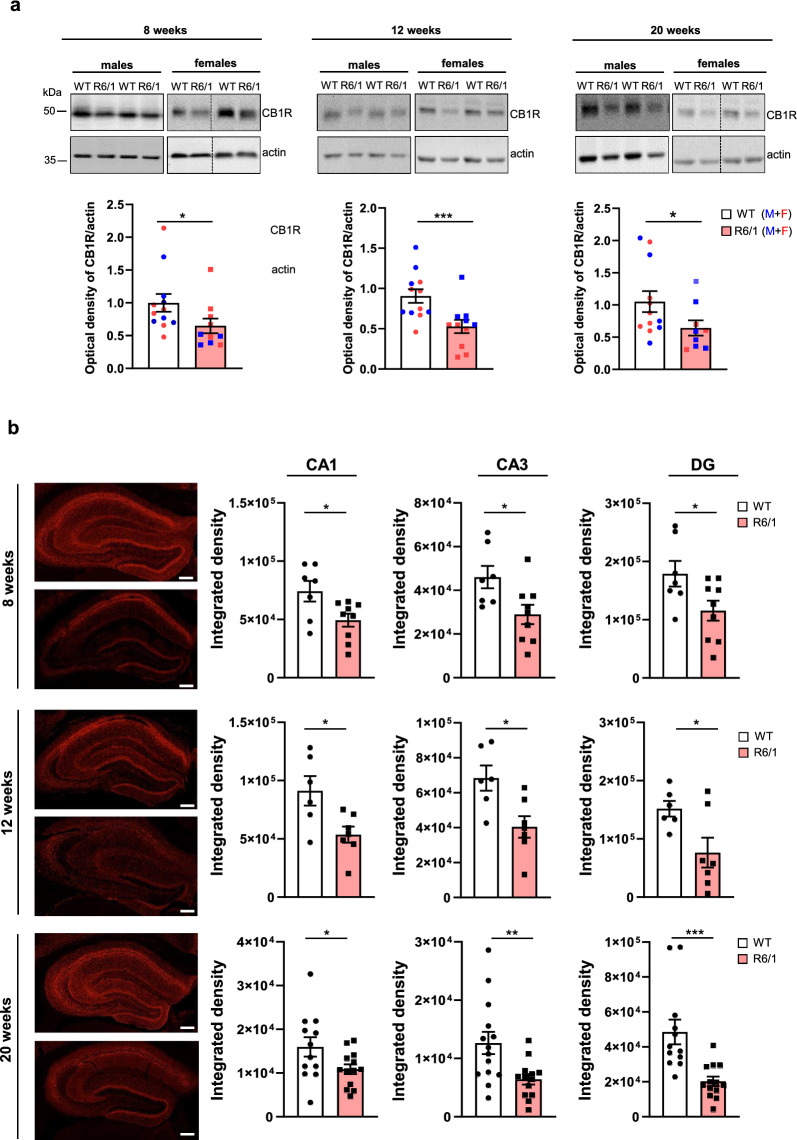 Early reduction of CB1R protein levels in the hippocampus of R6/1 mice. a Representative immunoblots and quantitation of CB1R in the total hippocampal lysates from WT and R6/1 mice at different stages of disease progression. Data are presented as mean ± standard error of the mean (SEM) with n = 9–12 mice per group. *P < 0.05 ***P < 0.001 vs. WT mice, Mann–Whitney test. b Representative confocal microscopic images showing immunofluorescence labeling for CB1R in hippocampal coronal sections from WT (upper) and R6/1 mice (lower) at different stages of disease progression. Mean ± SEM with n = 6–12 mice per group. Scale bars, 100 µm. Histograms show the integrated density of CB1R staining. *P < 0.05, **P < 0.01, ***P < 0.001 vs. WT mice, Mann–Whitney test. Male mice were used in this analysis