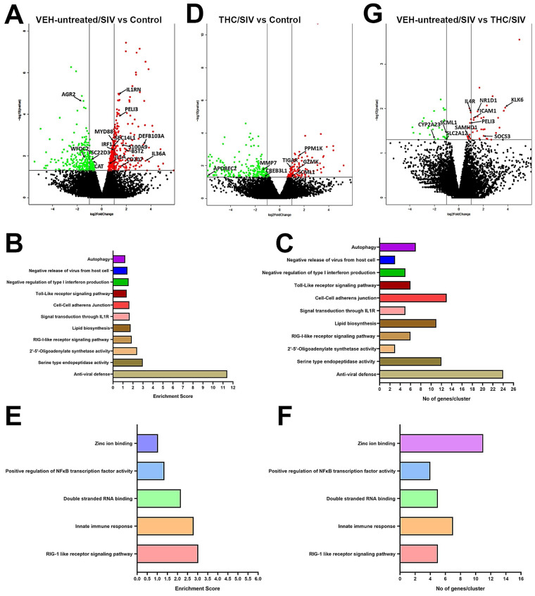Changes in mRNA expression in the whole OPM tissue of chronically VEH-untreated or delta-9-tetrahydrocannabinol (∆9-THC) treated SIV-infected rhesus macaques. Volcano plot shows the relationship between fold-change (X-axis) and statistical significance (Y-axis) of differentially expressed mRNAs in VEH-untreated/SIV (A) and THC/SIV (D) rhesus macaques relative to controls and in VEH-untreated/SIV relative to THC/SIV rhesus macaques (G). The vertical lines in (A,D,G) correspond to 2.0-fold up and down, respectively, and the horizontal line represents p ≤ 0.05. The negative log of statistical significance (p-value) (base 10) is plotted on the Y-axis, and the log of the fold change base (base 2) is plotted on the X-axis. Notable differentially expressed mRNAs are listed in the volcano plots. DAVID functional annotation cluster analysis of upregulated genes in VEH-untreated/SIV (B,C) and THC/SIV rhesus macaques. (E,F). Top clusters of genes upregulated in VEH-untreated/SIV (B) and THC/SIV (E) rhesus macaques. Number of genes represented in each cluster in VEH-untreated/SIV (C) and THC/SIV (F) rhesus macaques.