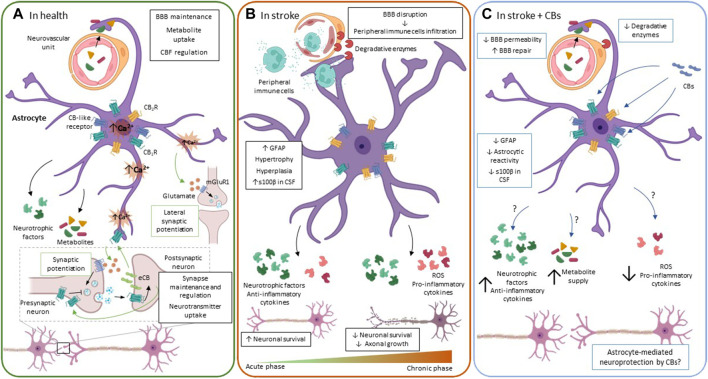 The ECS functioning in astrocytes. (A). In physiological conditions, astrocytes regulate processes that are crucial for neuronal functioning, e.g., providing metabolic and trophic support for neurons, controlling CBF, BBB permeability, and regulating synapse maintenance and plasticity, among others. Astrocytes participate in synapse plasticity through the tripartite synapse. When neurotransmitter is released by presynaptic neurons, it increases intracellular Ca2+ both in post-synaptic terminals and in astrocytes. In post-synaptic neurons, Ca2+ elevation induces eCB release to the extracellular space, inhibiting neurotransmitter release from the presynaptic neuron. In astrocytes, eCB binding to their receptors mobilize Ca2+ from internal stores, triggering gliotransmitter release, i.e., glutamate, which in turn promotes mGluR1-mediated neurotransmitter release from the presynaptic neuron, a phenomenon called synaptic potentiation. Besides, as Ca2+ spreads intracellularly in the astrocyte, it is able to release glutamate at distal points, stimulating synapsis that are at a certain distance from the synapse that was initially stimulated. This results in the so-called lateral synaptic potentiation. (B). During the acute/subacute phase after an ischemic event, astrocytes undergo significant morphological and functional changes like hypertrophy, hyperplasia and increased GFAP levels. To increase neuronal survival, astrocytes release neurotrophic factors and anti-inflammatory cytokines. Nevertheless, they also release pro-inflammatory cytokines that negatively affect neuronal survival. Moreover, at the neurovascular unit, astrocytes upregulate the expression of surface receptors and enzymes that are strongly associated with inflammatory responses that actively contribute to BBB disruption and leukocyte infiltration into the CNS, becoming a source of inflammation if this process becomes chronic. Over time, reactive glial cells rearrange, creating a barrier composed of densely packed cells that separate the ischemic core from the penumbra. (C). Main molecular changes induced in astrocytes by CBs after stroke. CB modulation of astrocyte reactivity includes reduced GFAP immunoreactivity and release of catalytic enzymes, leading to attenuation of BBB disruption. These molecules also increase neuronal survival after ischemia; however, it remains unclear whether the neuroprotection exerted by CBs is mediated by astrocytes. Green arrows and boxes: eCB-mediated effects; blue arrows and boxes: CB-mediated effects. BBB: brain-blood barrier; CB1R: cannabinoid receptor 1: CB2R: cannabinoid receptor 2; CBs: cannabinoids; CSF: cerebrospinal fluid; eCB: endocannabinoids; ROS: reactive oxygen species.