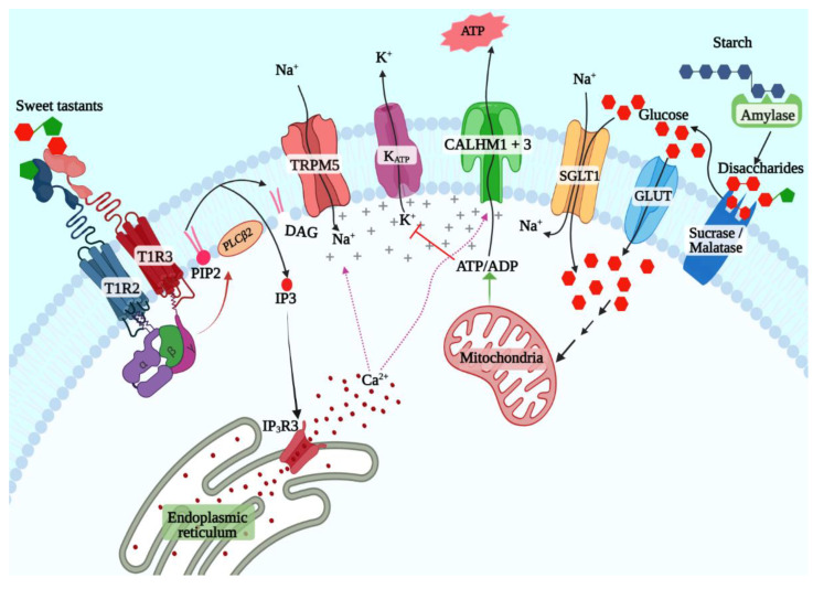 T1R2 + T1R3-dependent and -independent sweet taste signaling pathways. TAS1R2 + TAS1R3 is the primary sweet taste receptor that can bind to all known classes of sweet taste stimuli to activate the inositol 3-phosphate signaling pathway (left). This pathway triggers the release of calcium from the endoplasmic reticulum, which leads to opening of the monovalent cation-selective TRPM5 channel, which causes membrane depolarization by allowing the influx of sodium ions. Depolarization and elevated levels of calcium cause ATP release through the large pore channel formed by CALHM1 and CALHM3. The KATP- and SGLT1 pathways, on the other hand, are selective for caloric sugars in the monosaccharide form (right). Complex starch is broken down into maltose by salivary amylase in the mouth. Maltose and other dietary disaccharides such as sucrose are broken down into monosaccharides by maltase and sucrase. Cotransport of sodium and glucose by SGLT1 induces membrane depolarization, while the KATP pathway requires catabolism of glucose to generate ATP through glycolysis, tricarboxylic acid cycle, and the electron transport chain, which then inhibits the KATP channel, triggering membrane depolarization.