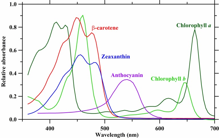 Absorbance spectra of plant photosynthetic pigments in acetone. Absorbance data are derived from Taiz and Zeiger (2002), Avital et al. (2006), Heddad et al. (2006), and Kobayashi et al. (2013).