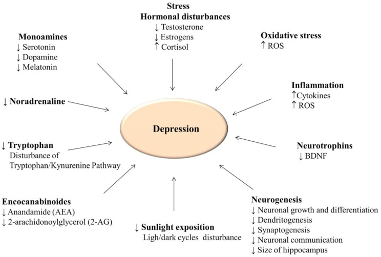 Biological markers of depression. (ROS, reactive oxygen species, BDNF, brain-derived neurotrophic factor).