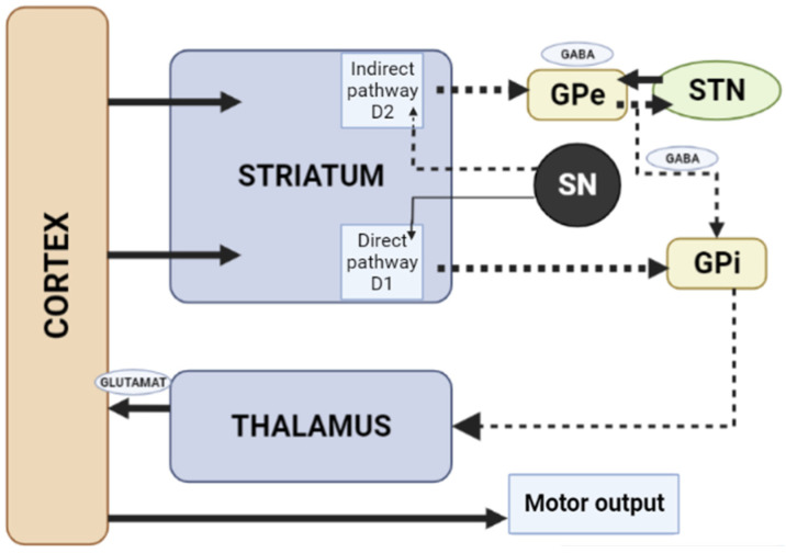 Schematic diagram of the excitatory and inhibitory ganglia involved in the development of AIP (Adapted from [25], Copyright year 2020, BMJ Neurol. Open). Note: Substantia nigra dopaminergic projections exert an exciting effect on stria-pallidal fibers of the direct pathway through dopamine D1 receptors, which leads to disinhibition of the thalamic nuclei and increased thalamocortical excitation, facilitating movements initiated by the cortex. The obstruction of voluntary movement occurs due to thalamic inhibition, due to the inhibition of stria-pallidal fibers in an indirect pathway through dopamine D2 receptors. The direct pathway is due to the activation of glutamate neurons in the sensorimotor cortex, and the indirect pathway is due to the activation of GABA-ergic neurons. The dotted line shows the inhibitory action due to the action of GABA. The straight line shows the excitatory effect due to the action of glutamate.