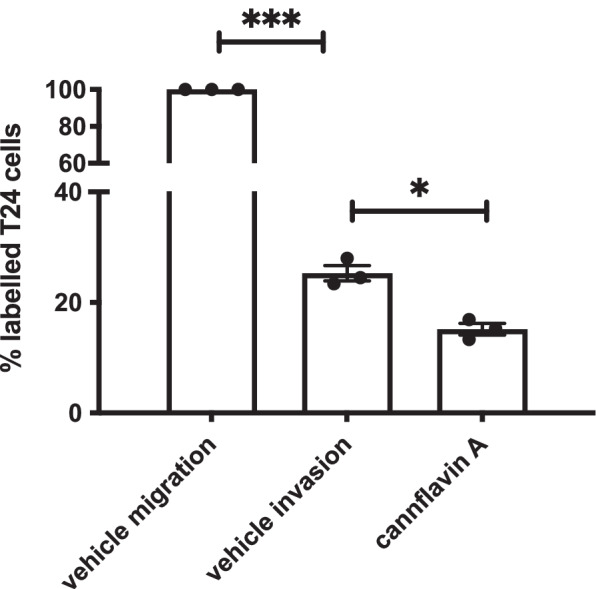 Effects of cannflavin A on invasion. Histogram summarizing Matrigel invasion assays using T24 cells in the presence of either the vehicle control or cannflavin A in comparison to vehicle-treated migration. The results indicate that cannflavin A may suppress the invasive ability of T24 cells. Results represent the means ± SEM of 3 experiments. *p < 0.1, ***p <0.001