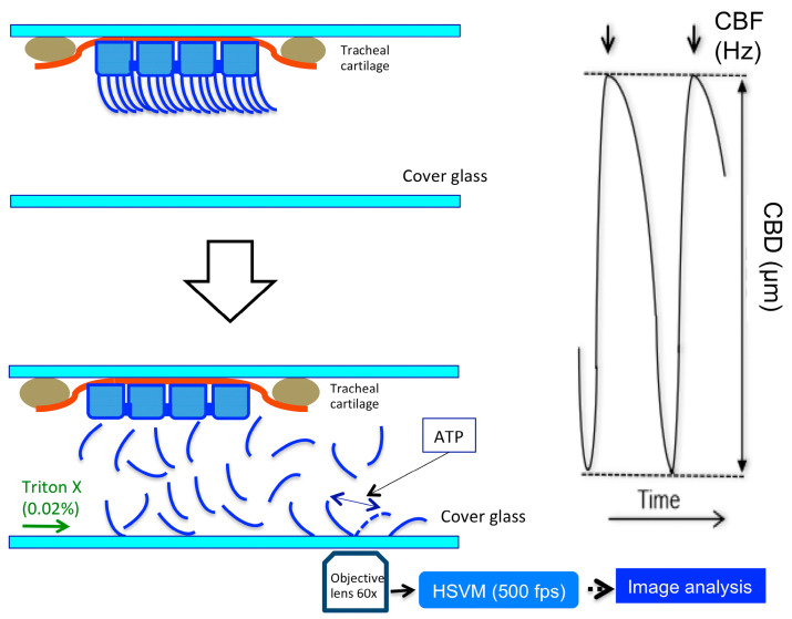 Schematic diagram of the experimental set-up. (Left panel) A tracheal block was set in the perfusion chamber. To isolate the cilia, the perfusion solution was switched to the extraction solution. After the isolation of the cilia, the extraction solution was switched to the intracellular solution. The isolated cilia were stimulated by the reactivation solution. The beating of cilia was observed using an HSVM. The beating cilia were recorded, and after the experiments the CBF and CBD were measured from the recorded images. (Right panel) We set lines on the cilia in the recorded video images; the light intensity changes on the lines were calculated using an image analysis program. CBF and CBD were measured from the images of light intensity change.