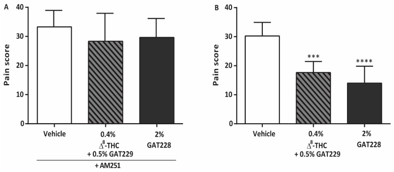 The antinociceptive effects of GAT229 and GAT228 are blocked by antagonism of CB1 by AM251 (2.0 mg/kg i.p.). (A) Pain score measured at 6 h post-cauterization and following administration of 5 μL of topical vehicle, 0.4% Δ8-THC + 0.5% GAT229, or 2% GAT228 (n = 6–7 per group) in WT mice pre-administered with AM251 (B) Pain score measured in CB2−/− mice following administration of 5 μL of topical vehicle, 0.4% Δ8-THC + 0.5% GAT229 or 2% GAT228 (n = 6–8 per group). Values represent mean ± SD. For statistical analysis one-way ANOVA with Dunnett’s post hoc test (compared to vehicle) was used. *** p < 0.001, **** p < 0.0001.