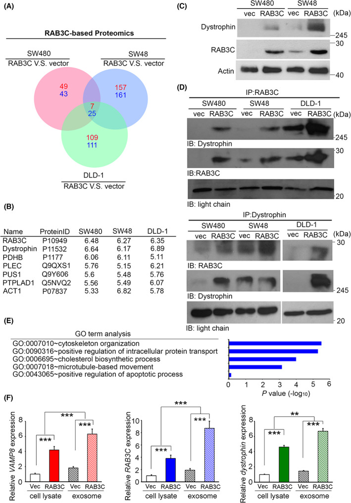 RAB3C/dystrophin complex modulates exosome formation, vesicle trafficking, and drug resistance. (A) Venn diagrams of common interacting molecules in proteomic profiles of SW480, SW48, and DLD‐1 RAB3C models. (B) List of and fold‐changes in common interacting molecules in RAB3C‐overexpression models. (C) Western blot analysis of RAB3C and dystrophin protein expressions in SW480 and SW48 cells with or without RAB3C overexpression. (D) We performed RAB3C/dystrophin‐related immunoprecipitation assays on whole‐cell lysates from SW480‐, SW48‐, and DLD‐1‐ RAB3C‐overexpression models. (E) List of biological functions for RAB3C‐interacting molecules by gene annotation analysis. (F) qRT‐PCR analysis of VAMP8, RAB3C, and dystrophin expressions of whole cells and exosomes isolated in RAB3C‐expression models. **P < 0.01, ***P < 0.001. Data are presented as the mean ± standard error of the mean. Student's t‐test was used for the comparison of measurable variants of two groups. All experiments (C/D/F) were performed with at least three biological duplicates (n = 3) for each group, in triplicate.
